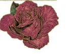dark rosa