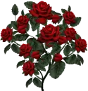 red rosa bouquet