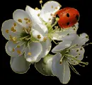 ladybird with flower