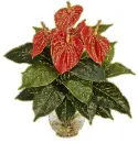 anthuriums