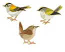 3 bird