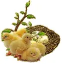 chicks