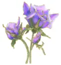 beautiful flowers