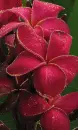 red plumeria