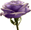 purple rosa