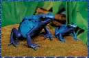 blue frogs
