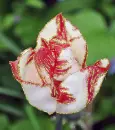 white-red tulip