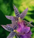 purple orchid