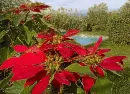 poinsettias