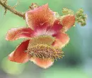tropical flower