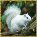 white squirrel