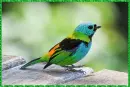 multicolor tropical bird