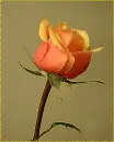 beautiful rosa