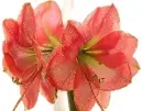 amaryllis