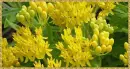 tuberosa