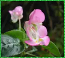 impatiens