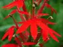 lobelia