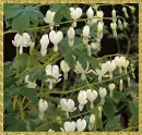 white dicentra