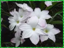 zephyranthes