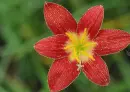 red zephyranthes
