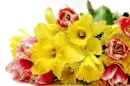 daffodil and tulips