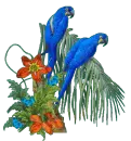 macaws