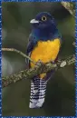 trogon