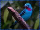 cotinga