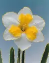 narcissus