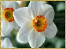 daffodils