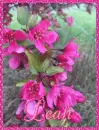 Pink Flowers-Leah