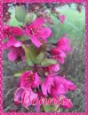 Connie-Pink Flowers
