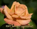 Edit nameday