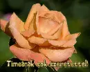 TÃ­mea nameday