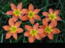zephyranthes