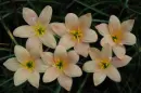 zephyranthes