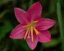 zephyranthes