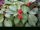episcia