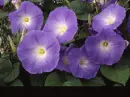 ipomoea