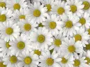 Background - Daisies