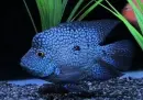 blue taxas