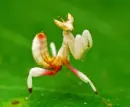 orchid mantis