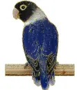 agapornis