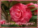 Eszter nameday