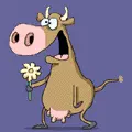 brown cow