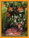 fawn