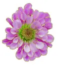purple flower