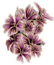 malvaceas