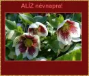 AlÃ­z nameday