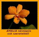 AmÃ¡lia nameday